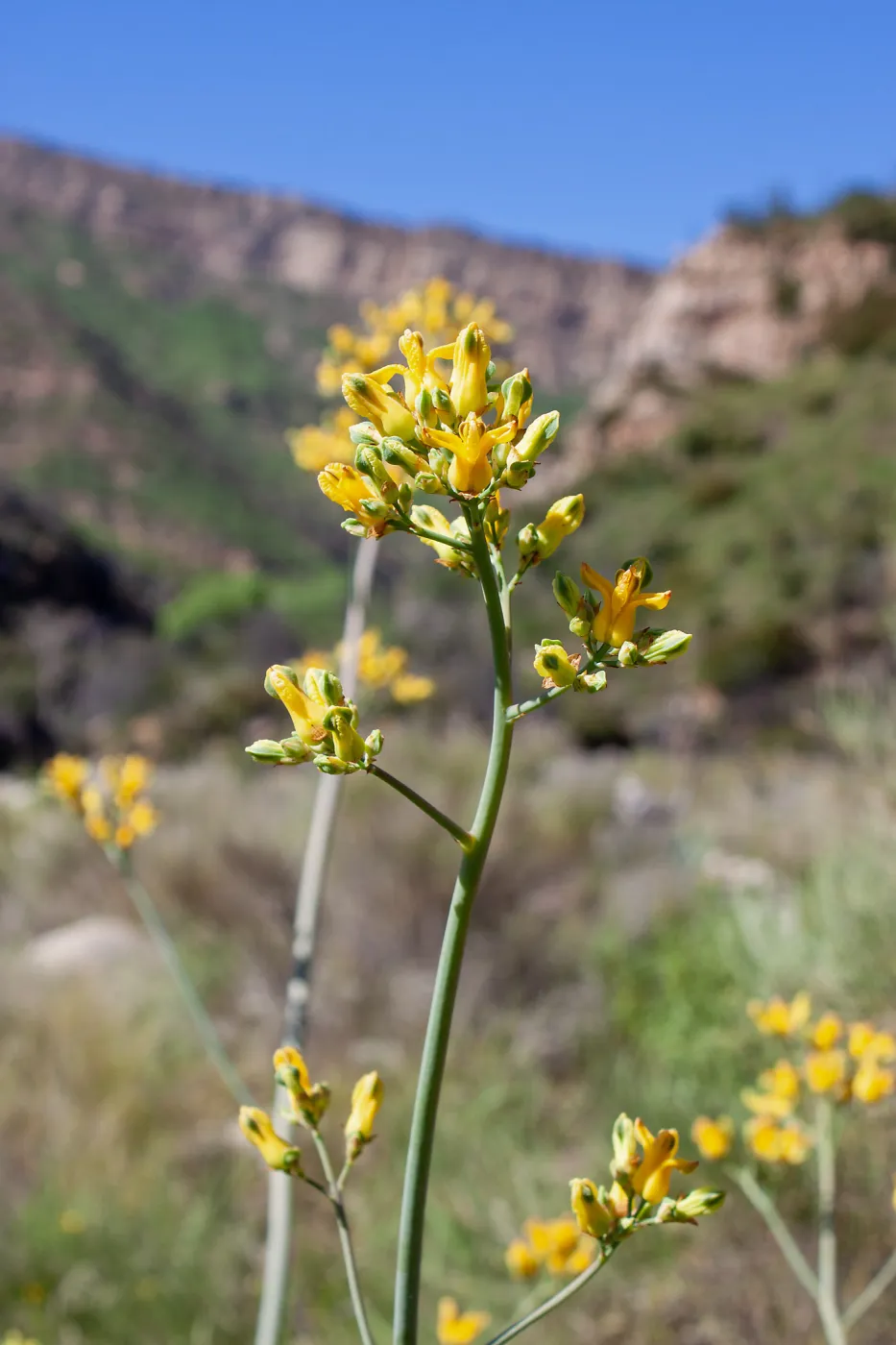 Ehrendorferia chrysantha, Forest Rte 5N13, West Fork Matilija Creek, Ojai, California, Thomas Fire Survey - Mapping Recovery project