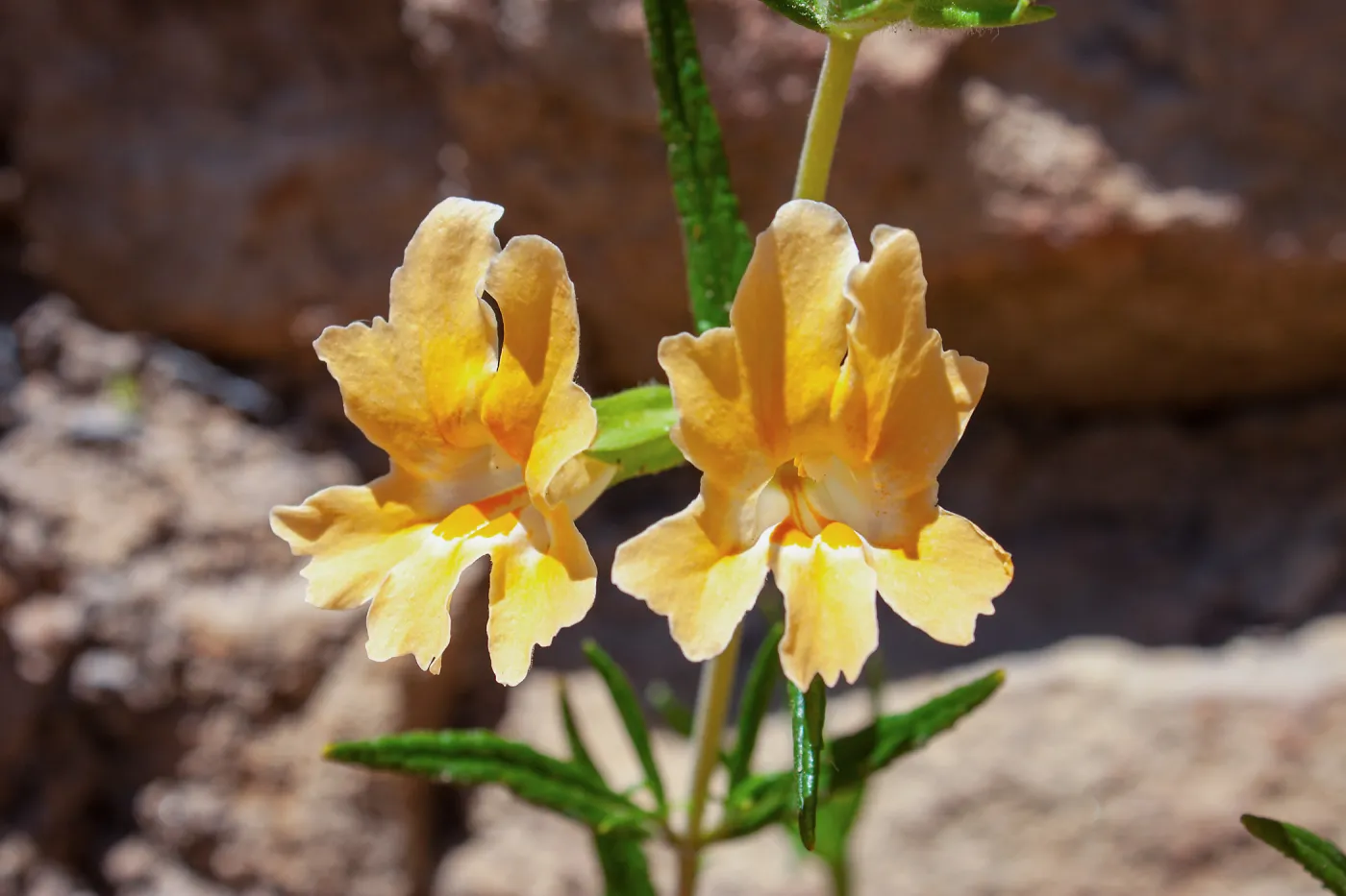 Diplacus longiflorus , McMenemy Trail, Santa Barbara, California, Thomas Fire Survey - Mapping Recovery project