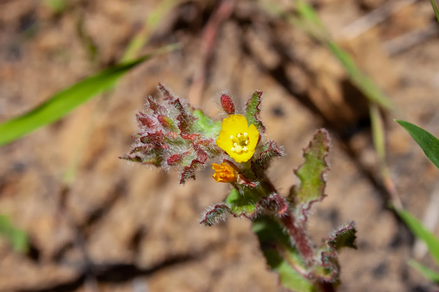 Camissoniopsis species, McMenemy Trail, Santa Barbara, California, Thomas Fire Survey - Mapping Recovery project