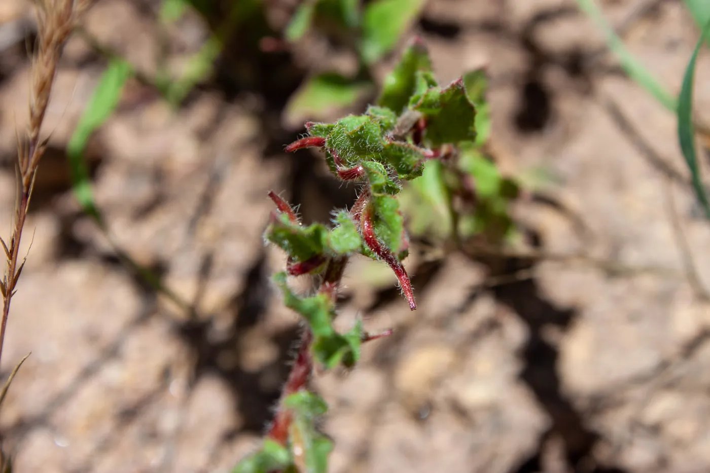 Camissoniopsis species, showing seeds, McMenemy Trail, Santa Barbara, California, Thomas Fire Survey - Mapping Recovery project