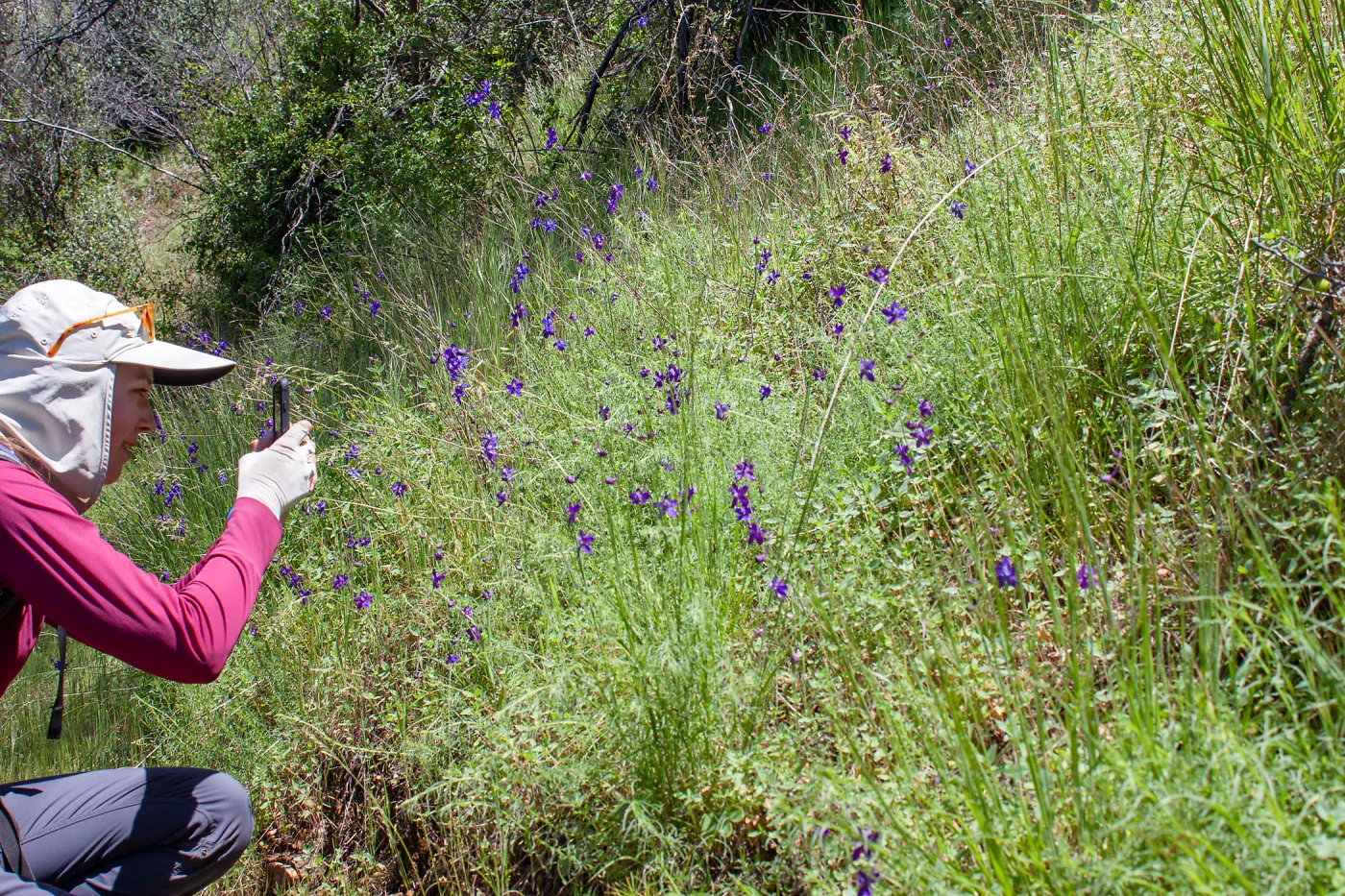 Stephanie Calloway recording iNaturalist observation of Delphinium, Jameson Lake, Santa Barbara, California, Thomas Fire Survey - Mapping Recovery project