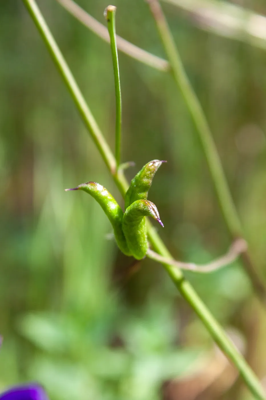 Delphinium (Larkspur) fruits, Jameson Lake, Santa Barbara, California, Thomas Fire Survey - Mapping Recovery project
