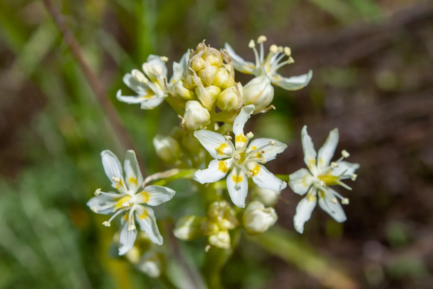 Toxicoscordion fremontii, Jameson Lake, Santa Barbara, California, Thomas Fire Survey - Mapping Recovery project