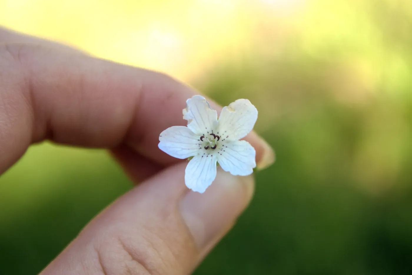 Nemophila menziesii (baby blue eyes), Forest Service Road 5N13, Santa Barbara, CA, Thomas Fire Survey - Mapping Recovery project