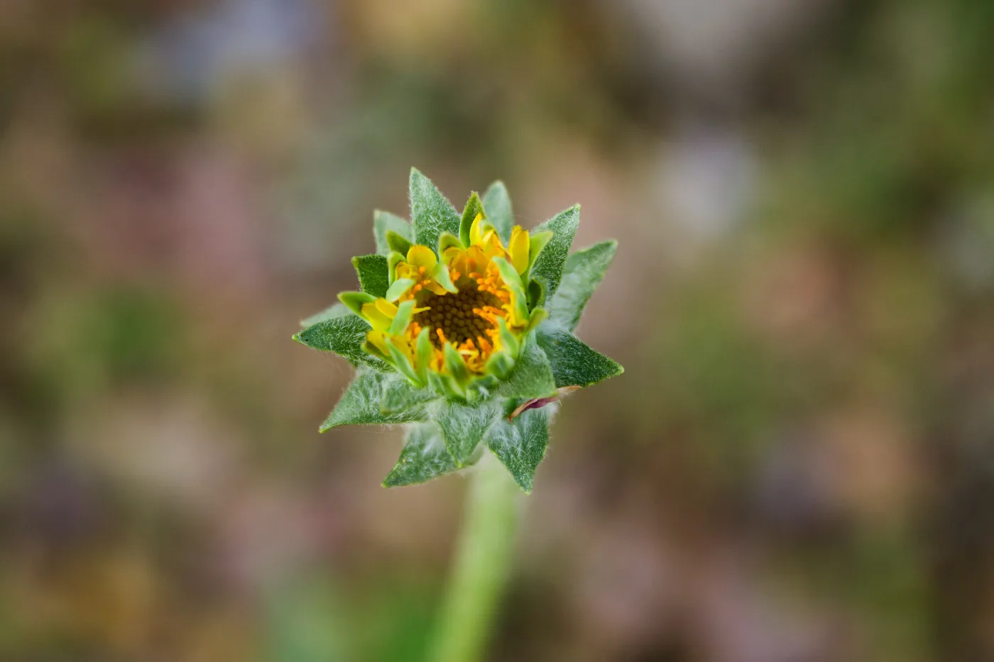 Agoseris flower, Camuesa Rd, Santa Barbara, CA, Thomas Fire Survey - Mapping Recovery project