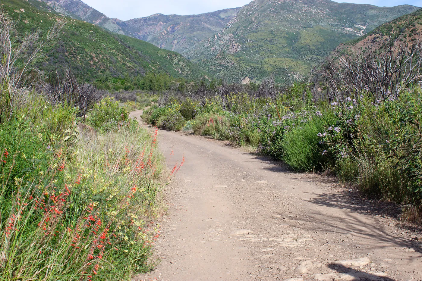 Post-burn chaparral landscape, Murietta Rd, Ojai, CA, Thomas Fire Survey - Mapping Recovery project