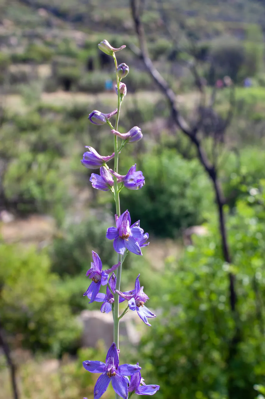 Delphinium (larkspur) in post-burn chaparral, Murietta Rd (5N13), Ojai, CA, Thomas Fire Survey - Mapping Recovery project