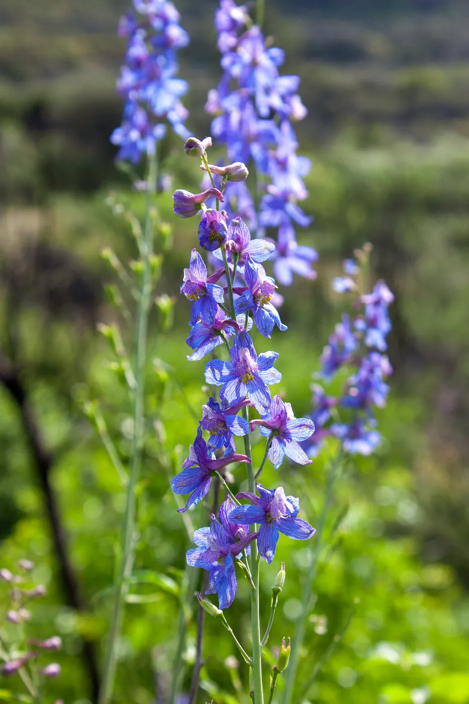 Delphinium (larkspur) in post-burn chaparral, Murietta Rd (5N13), Ojai, CA, Thomas Fire Survey - Mapping Recovery project