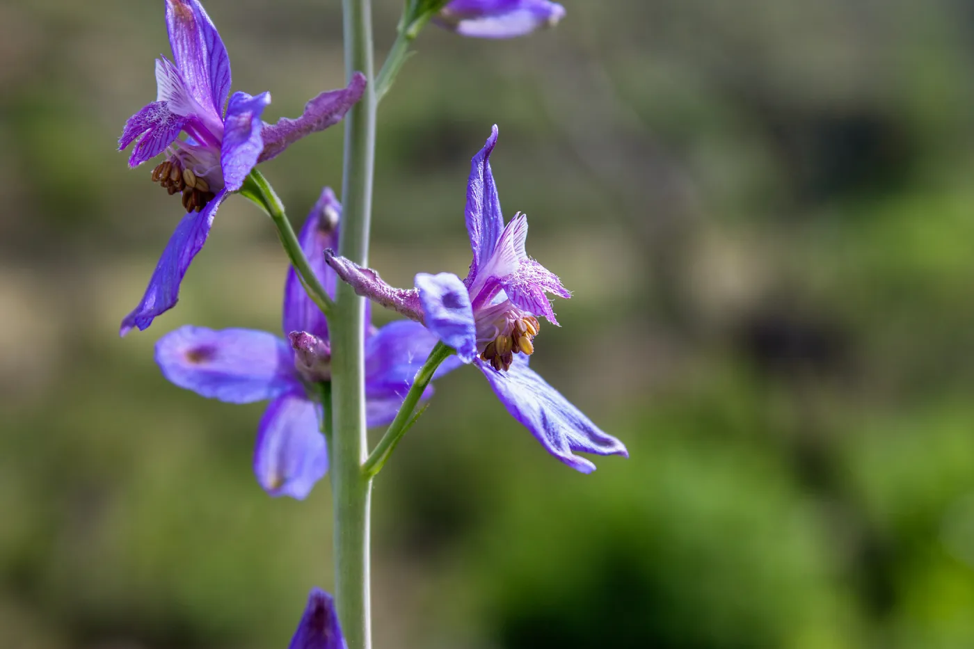 Delphinium (larkspur) in post-burn chaparral, Murietta Rd (5N13), Ojai, CA, Thomas Fire Survey - Mapping Recovery project