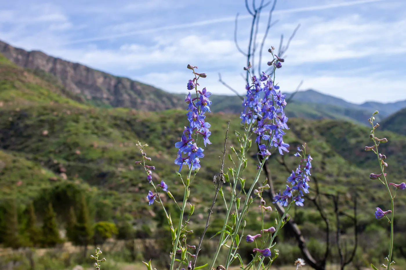 Delphinium (larkspur) in post-burn chaparral, Murietta Rd (5N13), Ojai, CA, Thomas Fire Survey - Mapping Recovery project