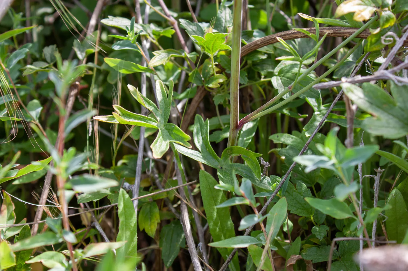 Delphinium (larkspur) leaves in post-burn chaparral, Murietta Rd (5N13), Ojai, CA, Thomas Fire Survey - Mapping Recovery project