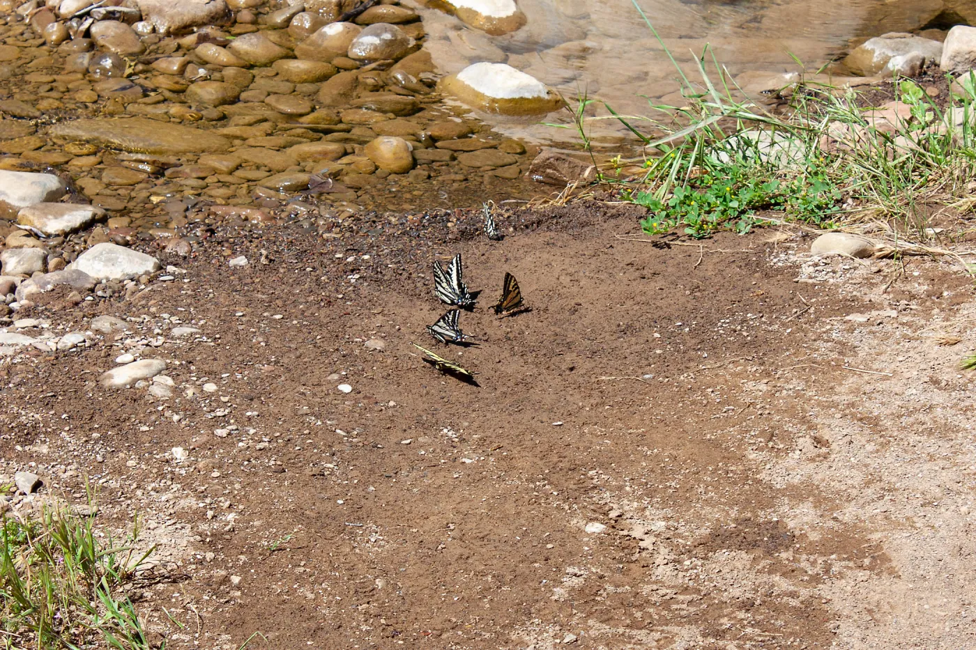 Swallowtail butterflies (Papilio species) drinking water from damp soil at creek crossing, Murietta Rd (5N13), Ojai, CA, Thomas Fire Survey - Mapping Recovery project