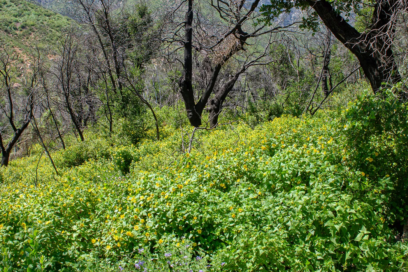 Canyon sunflower (Venegasia carpesioides) under burned oaks, Murietta Rd (5N13), Ojai, CA, Thomas Fire Survey - Mapping Recovery project