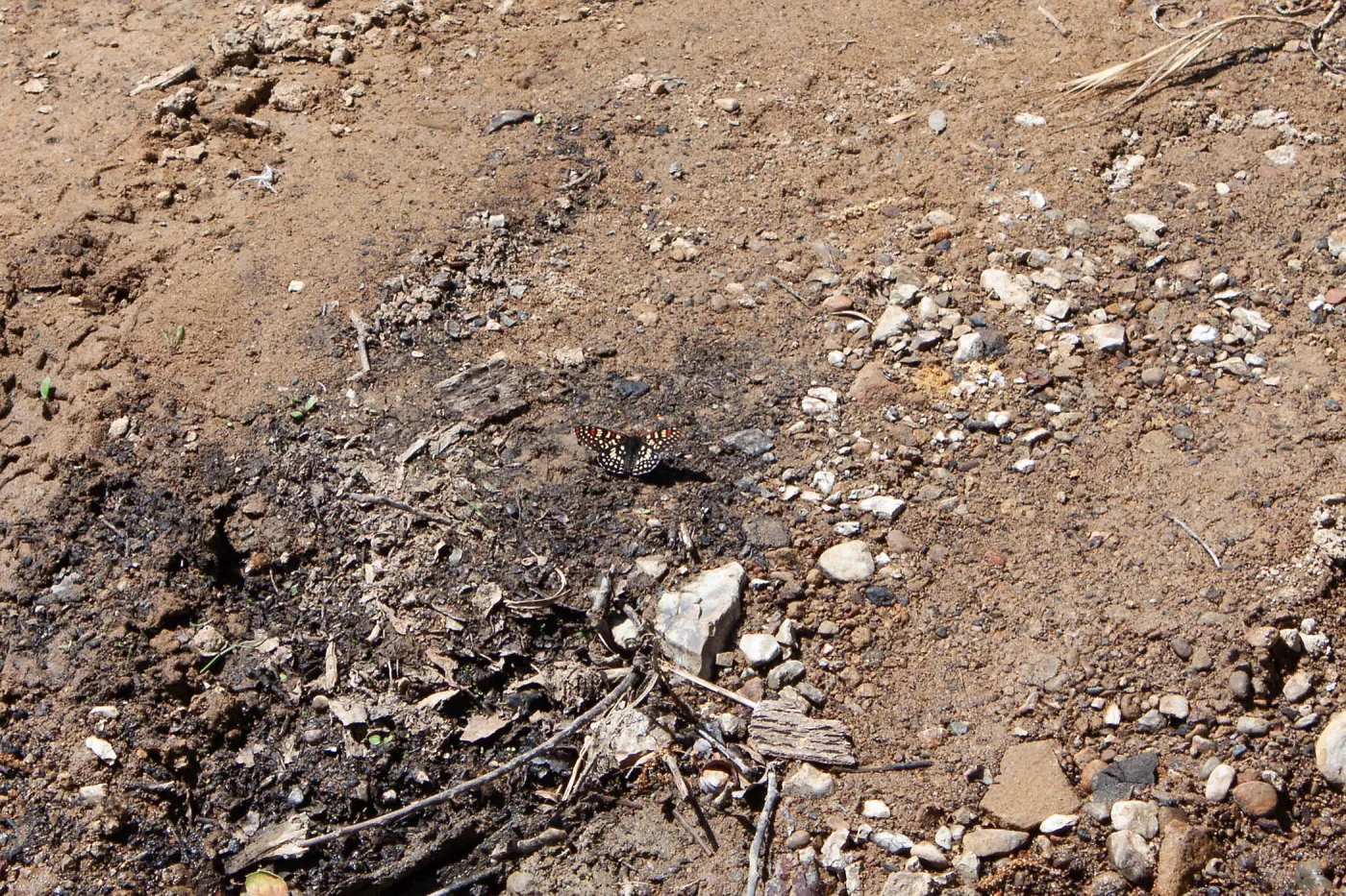 Variable checkerspot butterfly (Euphydryas chalcedona), Murietta Rd (5N13), Ojai, CA, Thomas Fire Survey - Mapping Recovery project