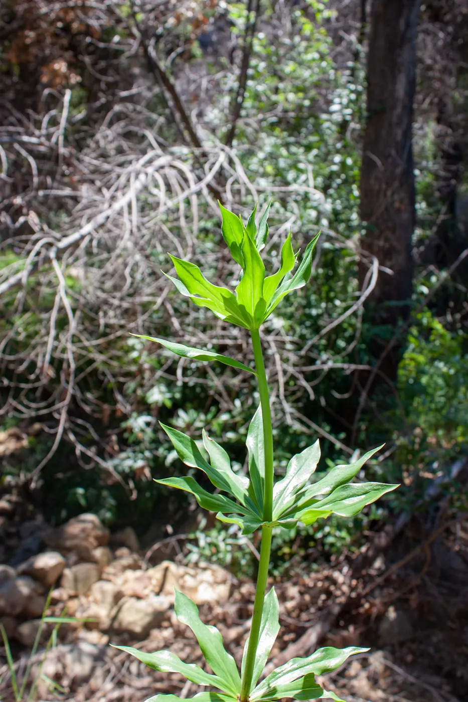 Lilium humboldtii subsp. ocellatum, not yet in flower, Murietta Rd (5N13), Ojai, CA, Thomas Fire Survey - Mapping Recovery project