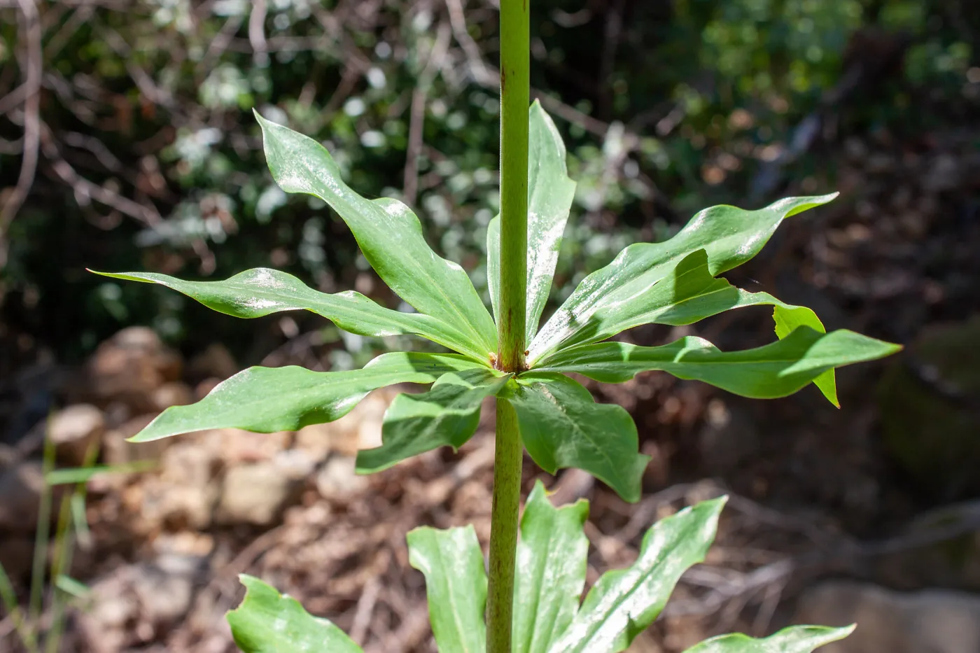 Lilium humboldtii subsp. ocellatum, not yet in flower, Murietta Rd (5N13), Ojai, CA, Thomas Fire Survey - Mapping Recovery project