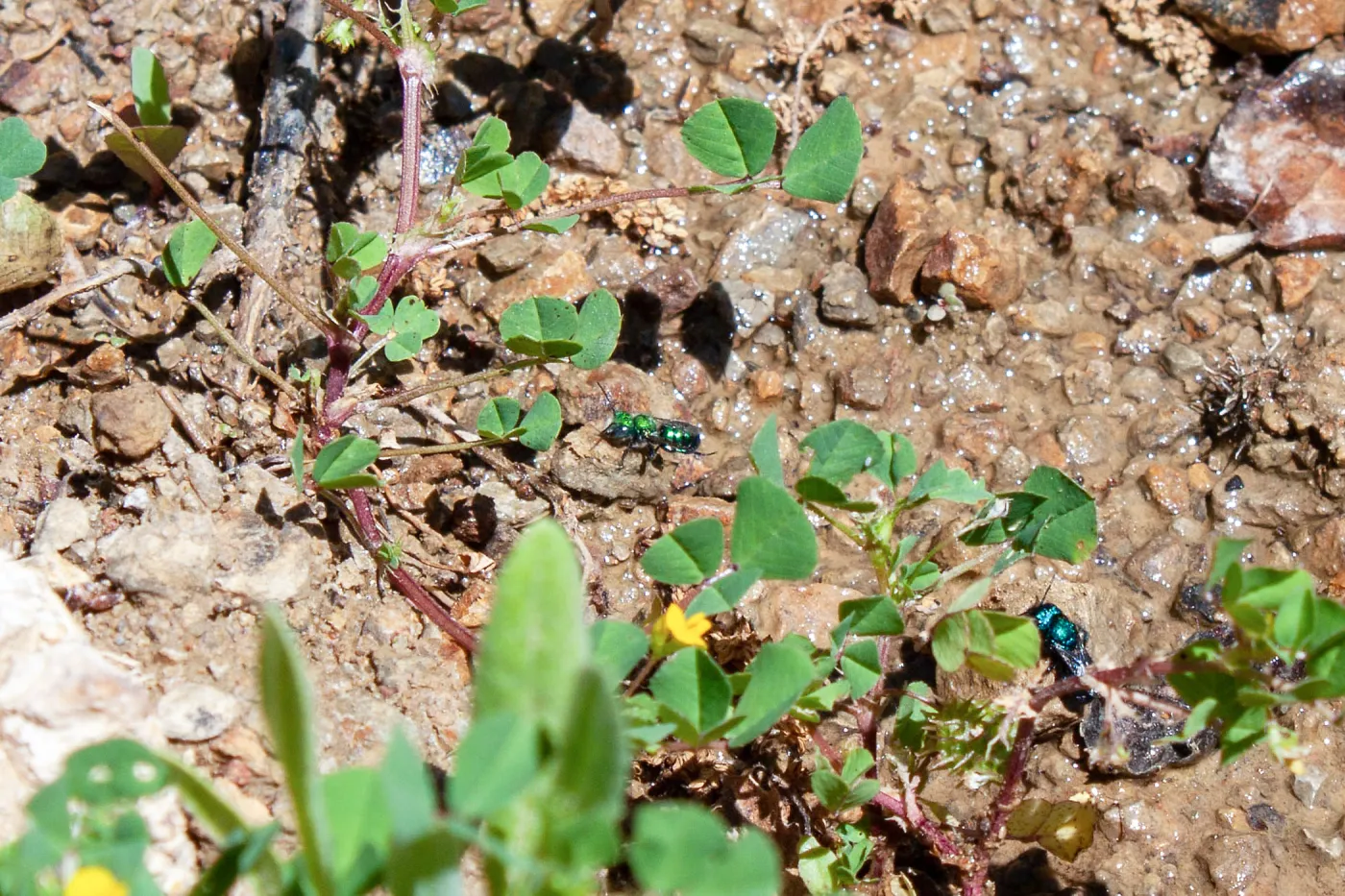 Osmia (mason bee) drinking resting along a wet creek., Murietta Rd (5N13), Ojai, CA, Thomas Fire Survey - Mapping Recovery project