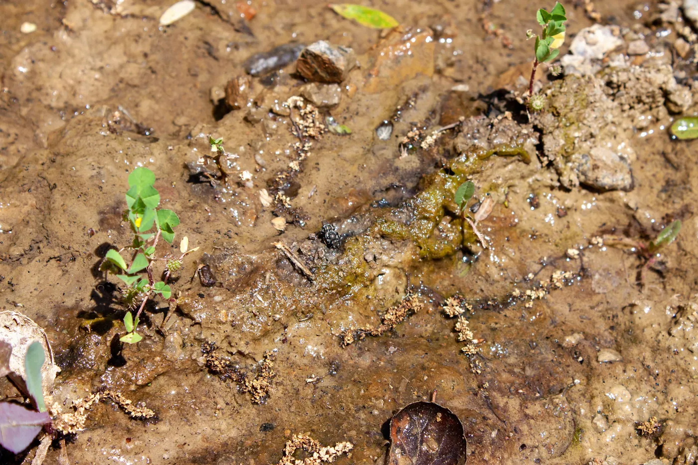 Osmia (mason bee) drinking resting along a wet creek., Murietta Rd (5N13), Ojai, CA, Thomas Fire Survey - Mapping Recovery project