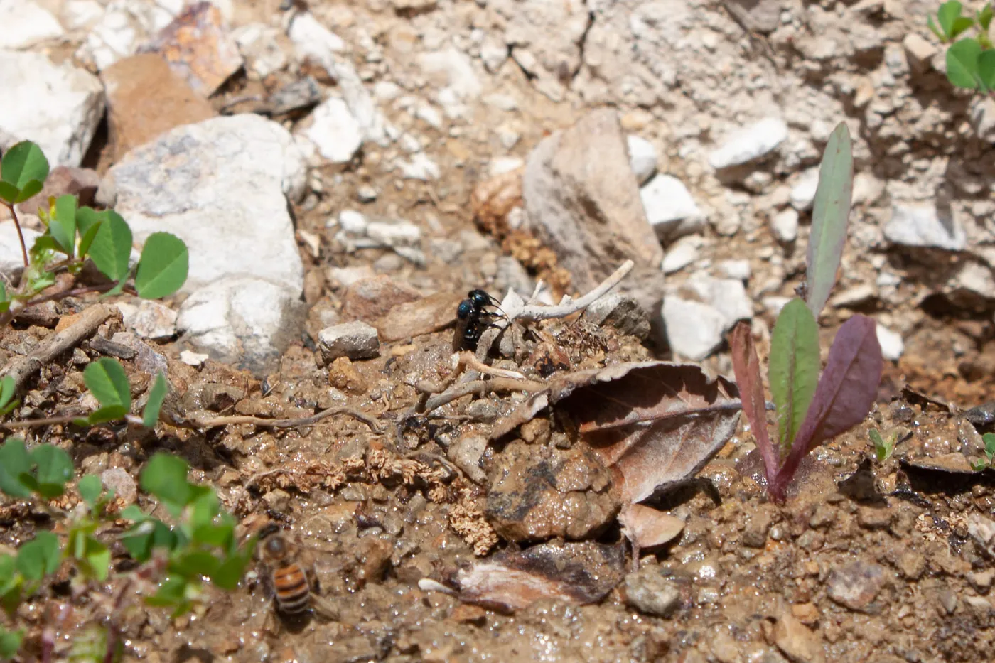 Osmia (mason bee) drinking resting along a wet creek., Murietta Rd (5N13), Ojai, CA, Thomas Fire Survey - Mapping Recovery project