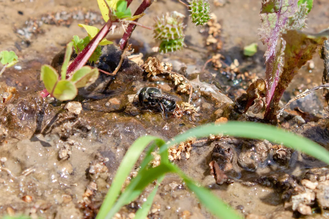 Osmia (mason bee) drinking resting along a wet creek., Murietta Rd (5N13), Ojai, CA, Thomas Fire Survey - Mapping Recovery project