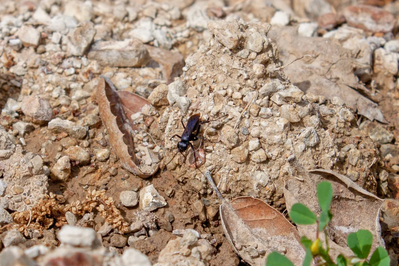 Spider wasp (Pompilidae), Murietta Rd (5N13), Ojai, CA, Thomas Fire Survey - Mapping Recovery project