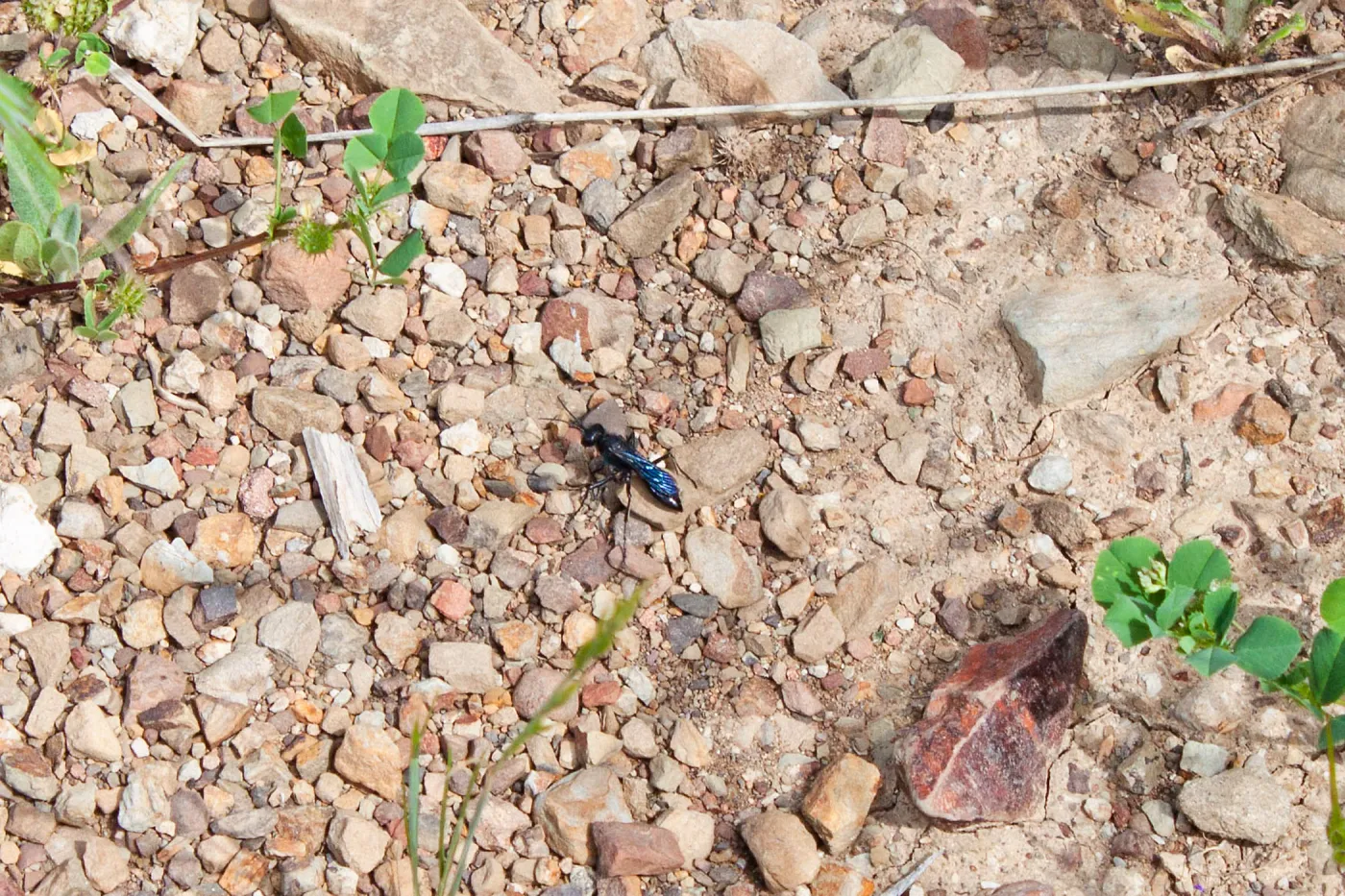 Spider wasp (Pompilidae), Murietta Rd (5N13), Ojai, CA, Thomas Fire Survey - Mapping Recovery project