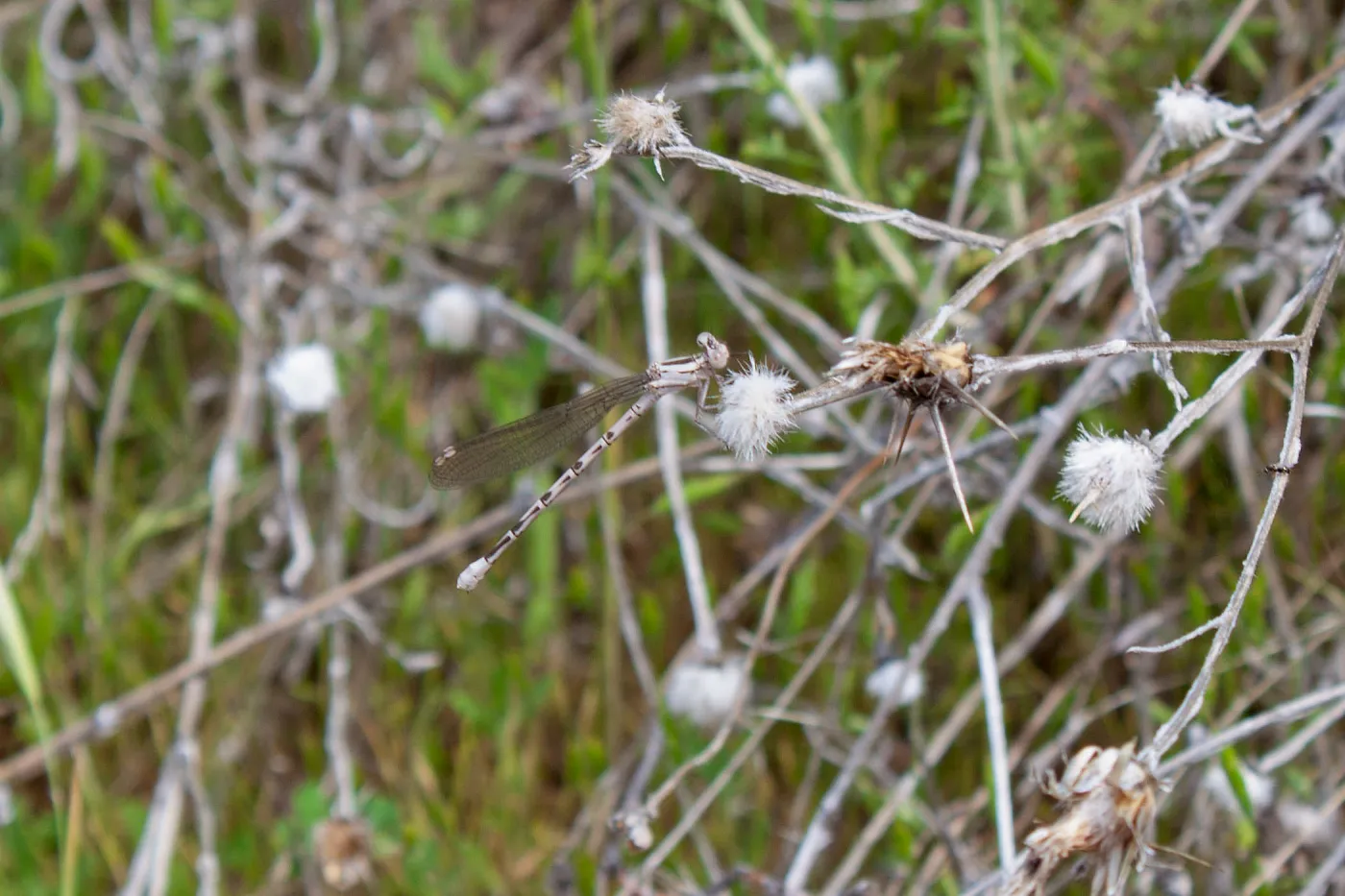 Damselfly (zygoptera), Murietta Rd (5N13), Ojai, CA, Thomas Fire Survey - Mapping Recovery project