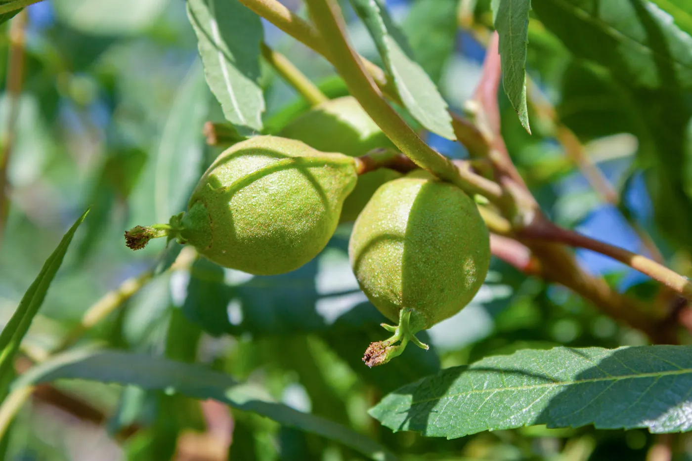 Native walnut (Juglans californica) fruits, Ventura River Preserve, Ojai, CA, Thomas Fire Survey - Mapping Recovery project
