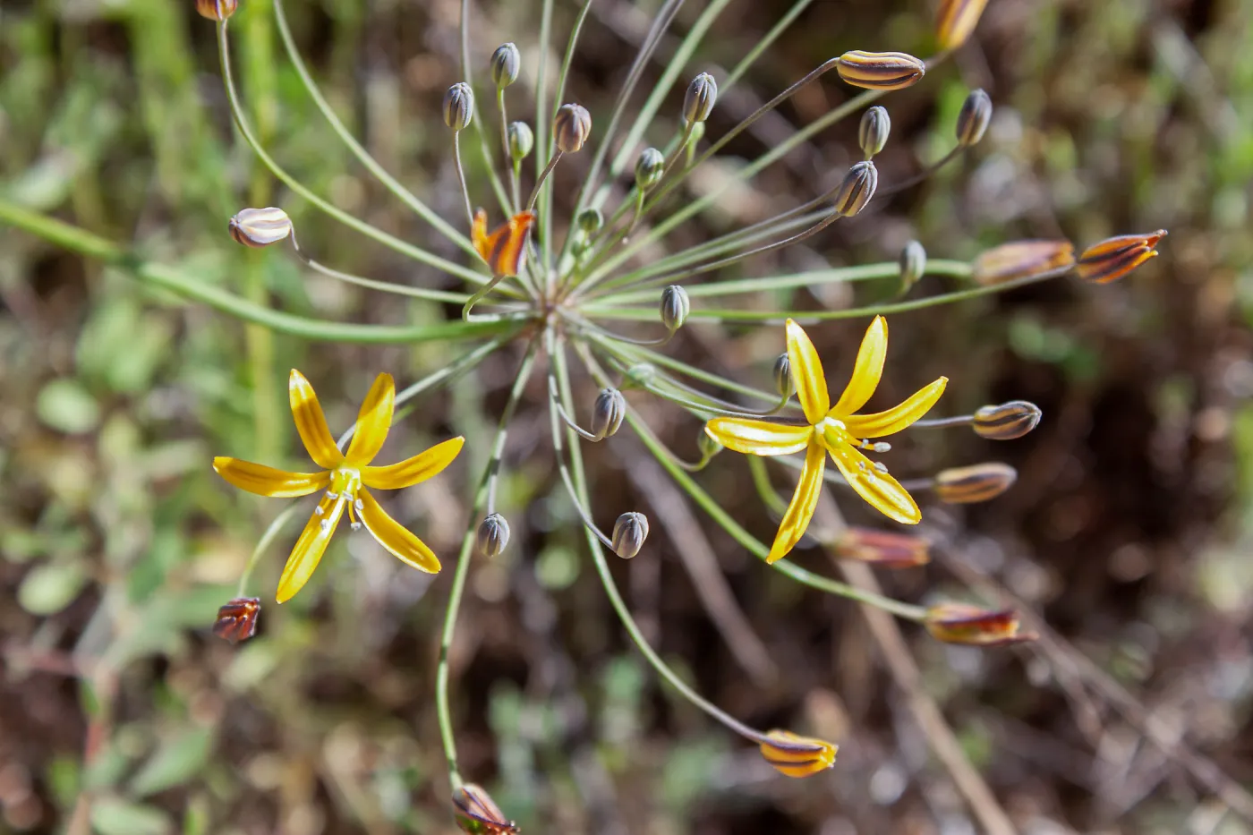 Bloomeria crocea (Goldenstar), Wills Canyon Trail at the Ventura River Preserve, Ojai, CA, Thomas Fire Survey - Mapping Recovery project