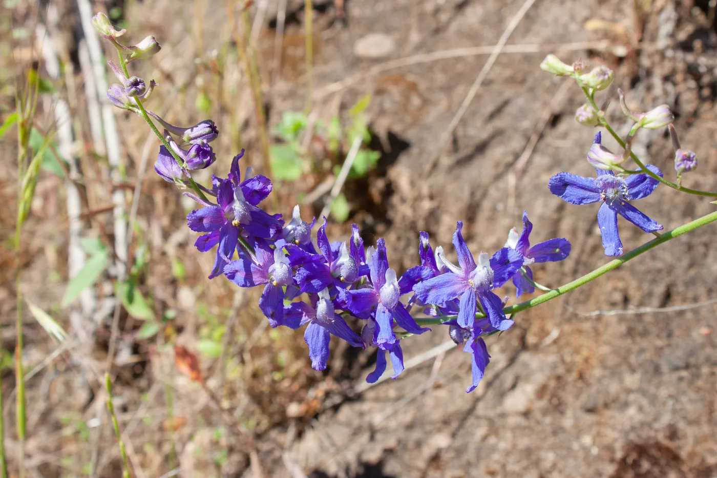 Delphinium (larkspur), Wills Canyon Trail at the Ventura River Preserve, Ojai, CA, Thomas Fire Survey - Mapping Recovery project