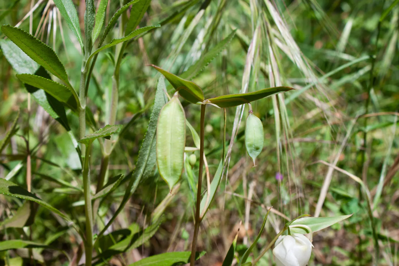 Calochortus albus (white globe lily) fruits, Wills Canyon Trail at the Ventura River Preserve, Ojai, CA, Thomas Fire Survey - Mapping Recovery project