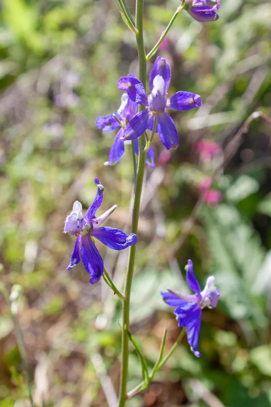 Delphinium (larkspur), Wills Canyon Trail at the Ventura River Preserve, Ojai, CA, Thomas Fire Survey - Mapping Recovery project