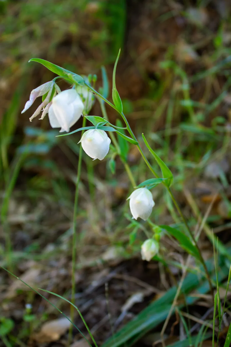 Calochortus albus (white globe lily) flowers, Wills Canyon Trail at the Ventura River Preserve, Ojai, CA, Thomas Fire Survey - Mapping Recovery project