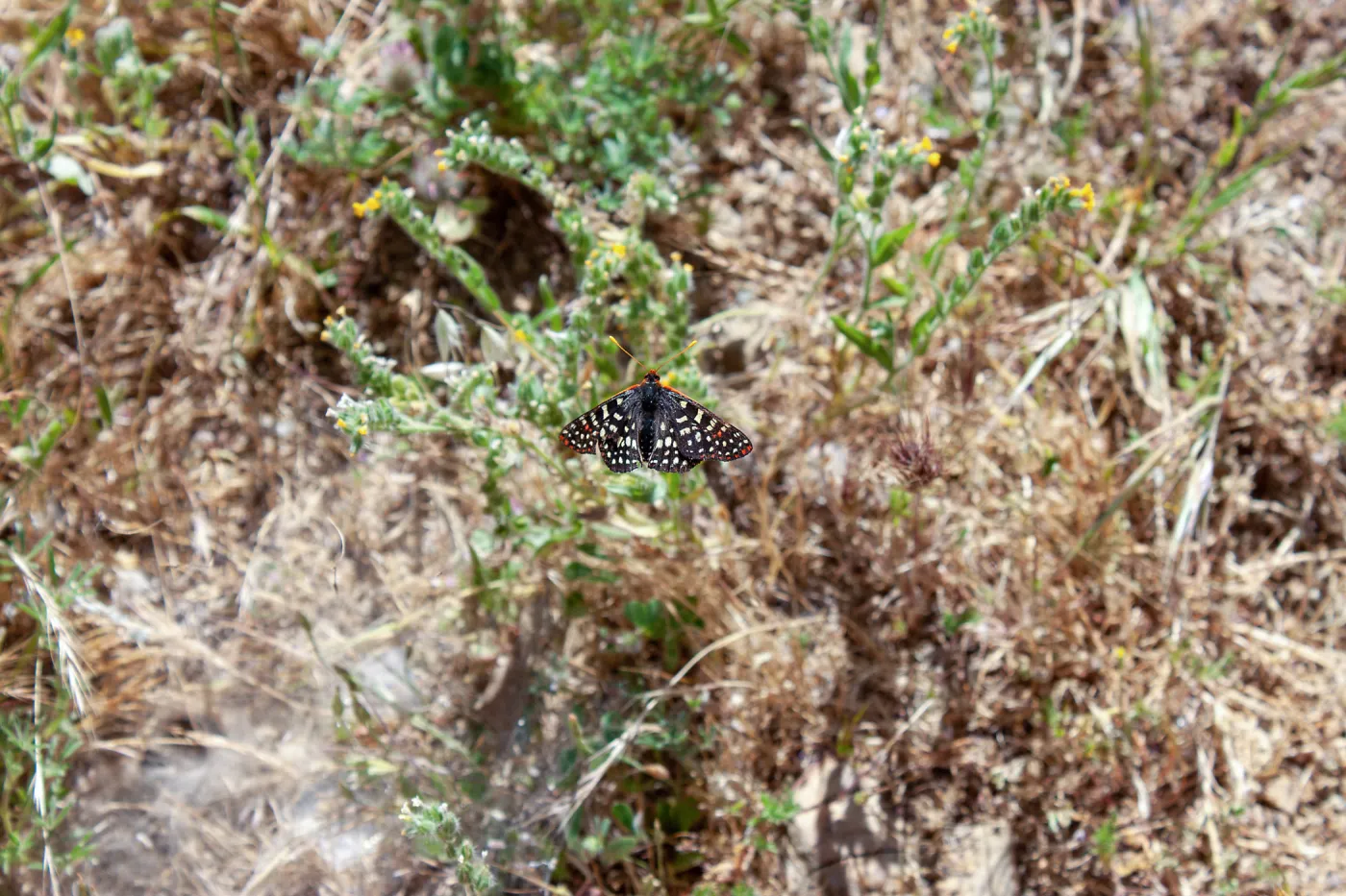 Variable checkerspot butterfly (Euphydryas chalcedona) on Amsinckia flowers, West Camino Cielo, Santa Barbara, CA, Thomas Fire Survey - Mapping Recovery project