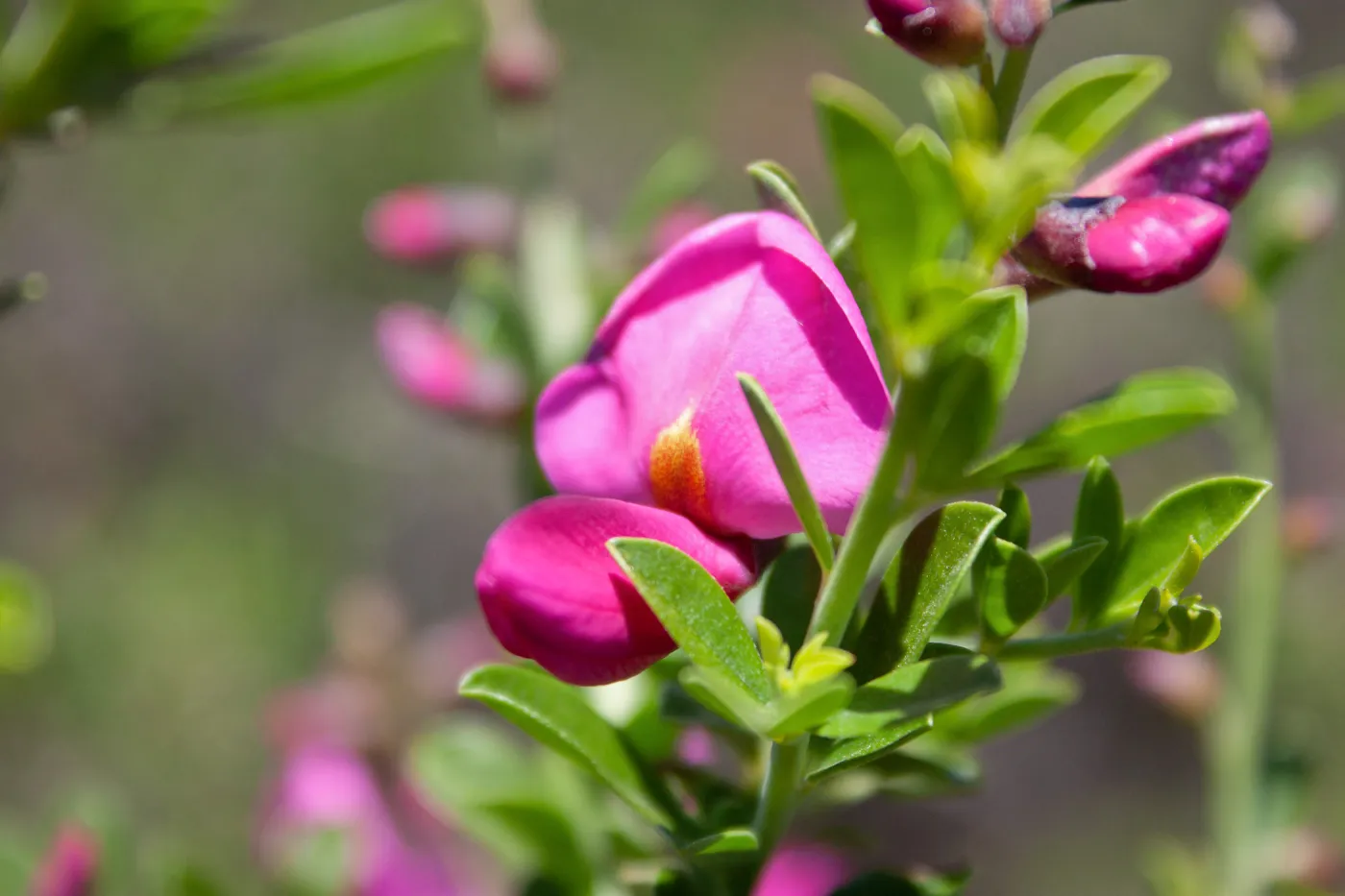 Pickeringia montana (chaparral pea) flowers, West Camino Cielo, Santa Barbara, CA, Thomas Fire Survey - Mapping Recovery project