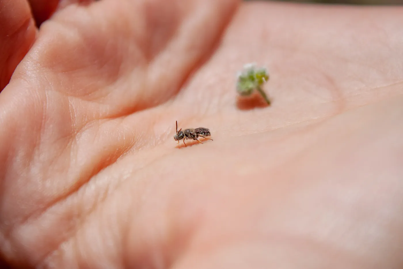 Small bee found foraging on Cryptantha species, Foot path/Red reef trail east of Nordhoff Ridge Road, Ojai, CA, Thomas Fire Survey - Mapping Recovery project