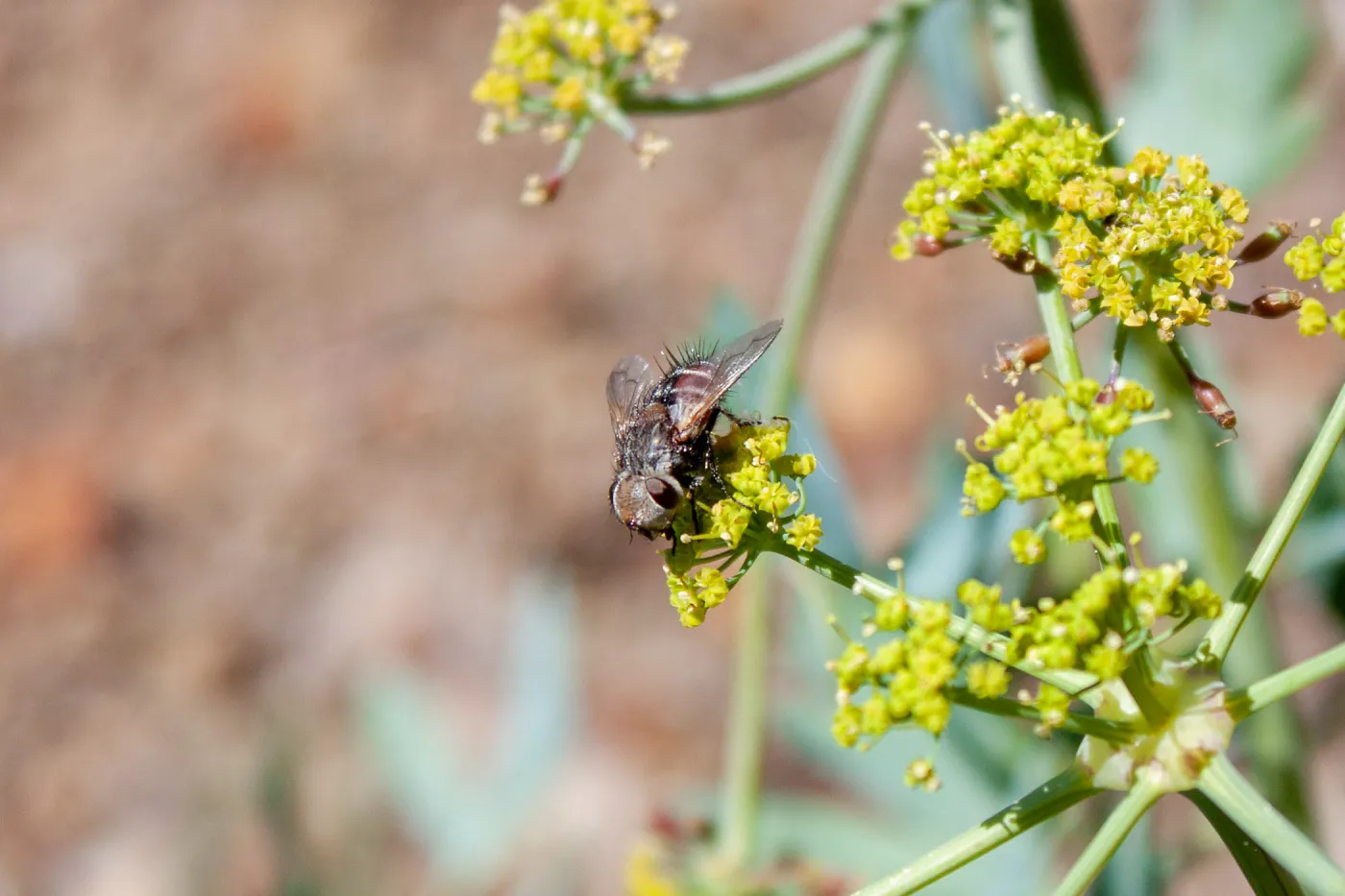 Gonia fly on Lomatium californicum, Foot path/Red reef trail east of Nordhoff Ridge Road, Ojai, CA, Thomas Fire Survey - Mapping Recovery project