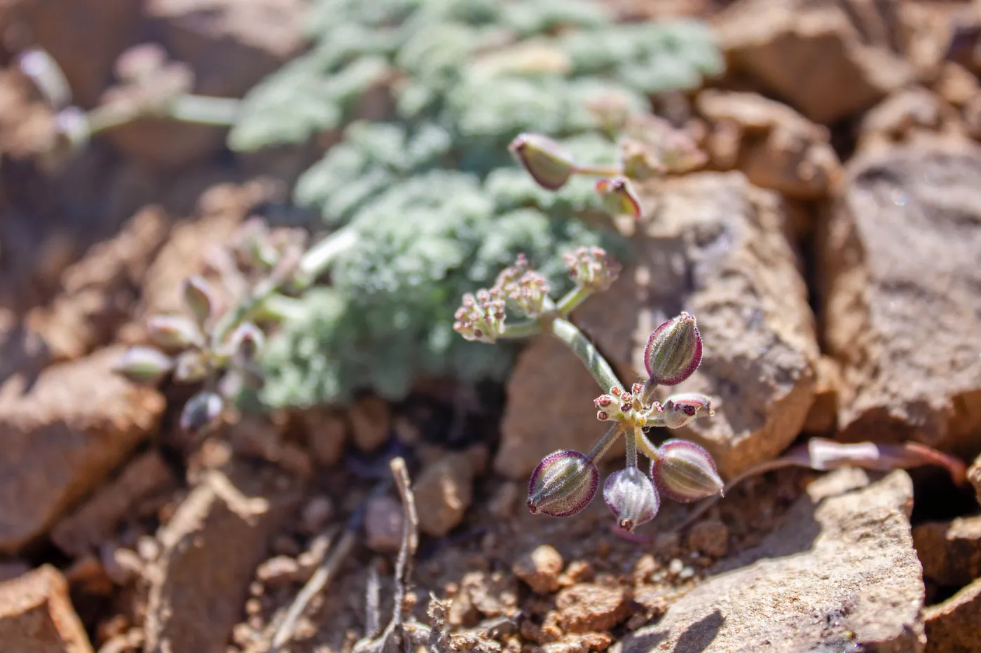 Lomatium mohavense (Mojave desertparsley), Unnamed peak near foot path/Red reef trail east of Nordhoff Ridge Road, Ojai, CA, Thomas Fire Survey - Mapping Recovery project