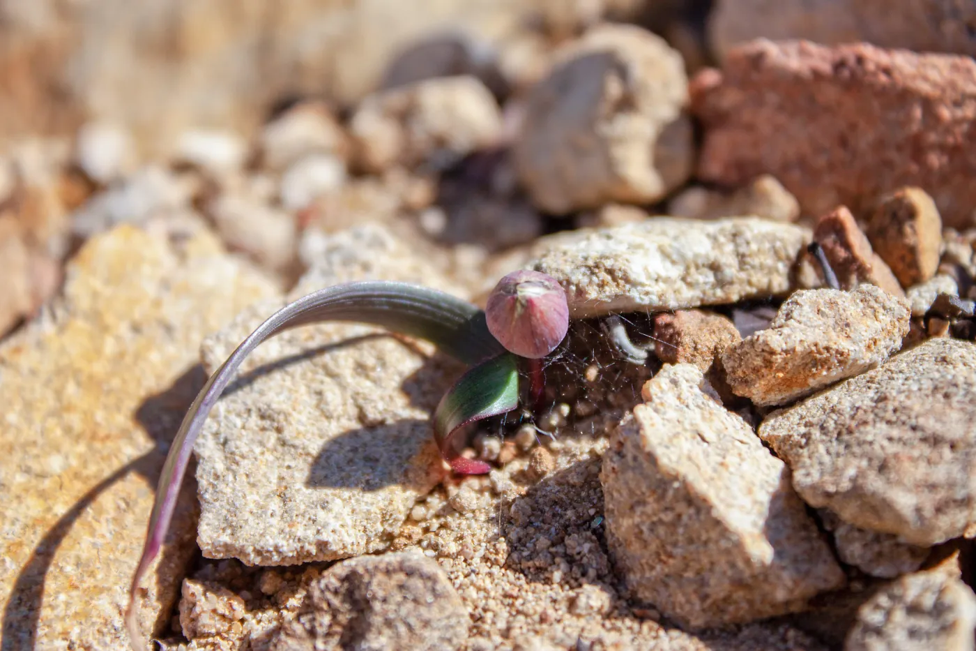 Allium burlewii (Burlew's onion), Unnamed peak near foot path/Red reef trail east of Nordhoff Ridge Road, Ojai, CA, Thomas Fire Survey - Mapping Recovery project