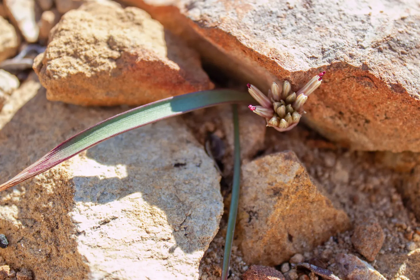 Allium burlewii (Burlew's onion), Unnamed peak near foot path/Red reef trail east of Nordhoff Ridge Road, Ojai, CA, Thomas Fire Survey - Mapping Recovery project
