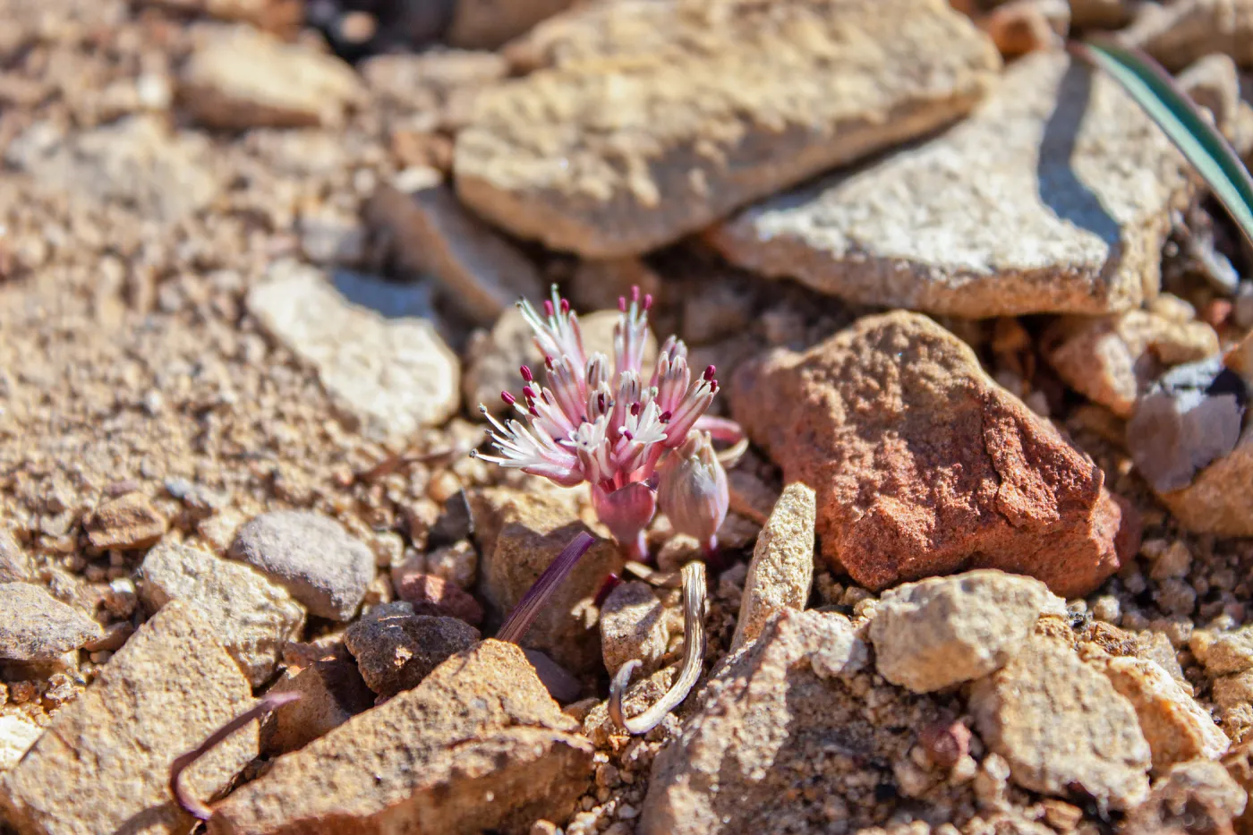 Allium burlewii (Burlew's onion), Unnamed peak near foot path/Red reef trail east of Nordhoff Ridge Road, Ojai, CA, Thomas Fire Survey - Mapping Recovery project