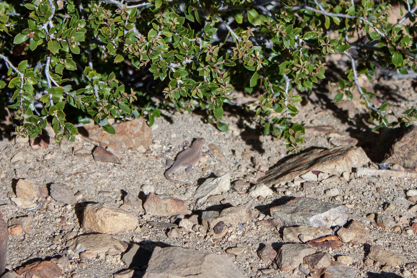 Lizard, Unnamed peak near foot path/Red reef trail east of Nordhoff Ridge Road, Ojai, CA, Thomas Fire Survey - Mapping Recovery project