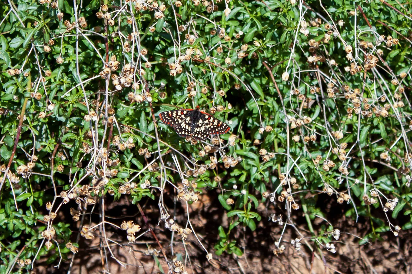 Variable checkerspot butterfly (Euphydryas chalcedona), Foot path/Red reef trail east of Nordhoff Ridge Road, Ojai, CA, Thomas Fire Survey - Mapping Recovery project