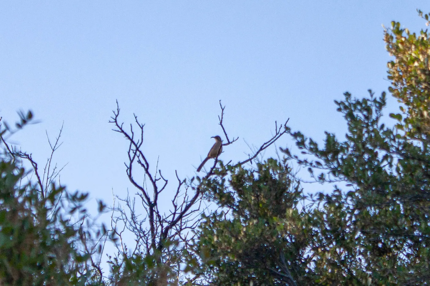 California thrasher, Elder Camp on Nordhoff Ridge Road, Ojai, CA, Thomas Fire Survey - Mapping Recovery project