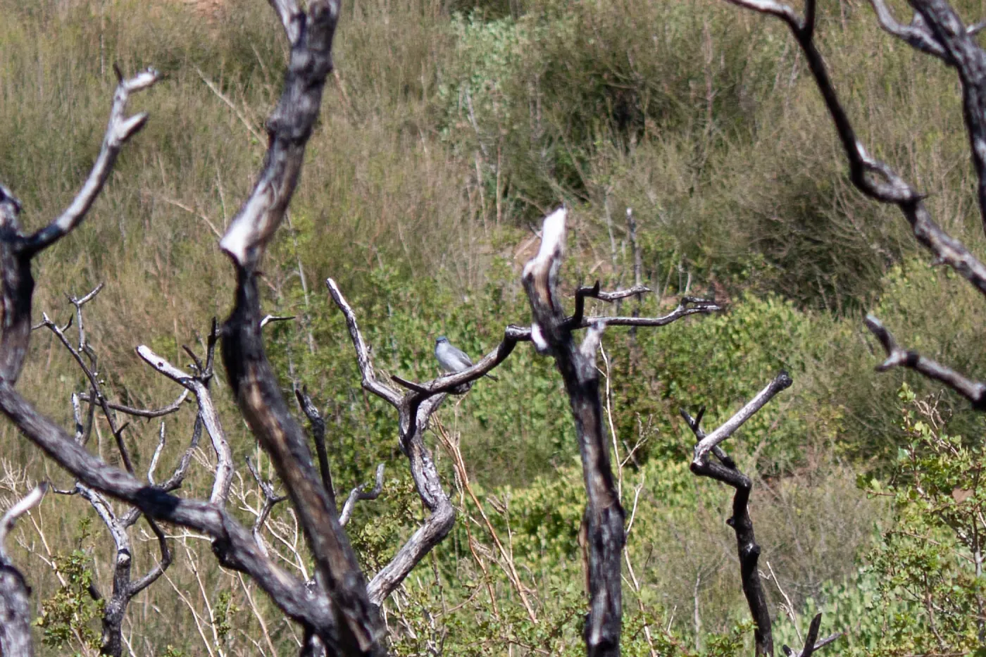 Blue-grey gnatcatcher, Red Reef Trail, Ojai, CA, Thomas Fire Survey - Mapping Recovery project