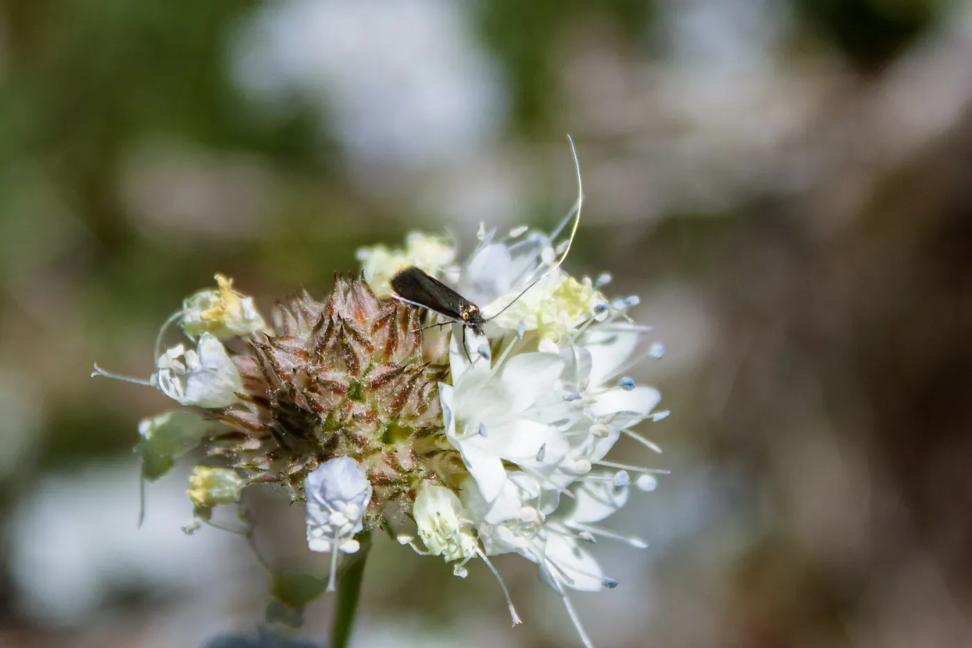 Adela moth species (genus fairy moths) on Gilia sp., Red Reef Trail, Ojai, CA, Thomas Fire Survey - Mapping Recovery project