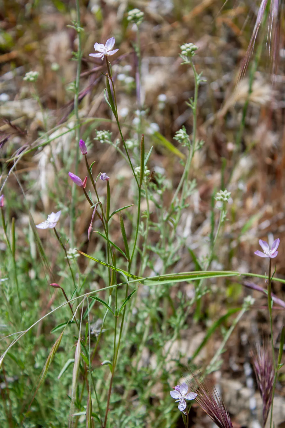 Clarkia, Red Reef Trail, Ojai, CA, Thomas Fire Survey - Mapping Recovery project