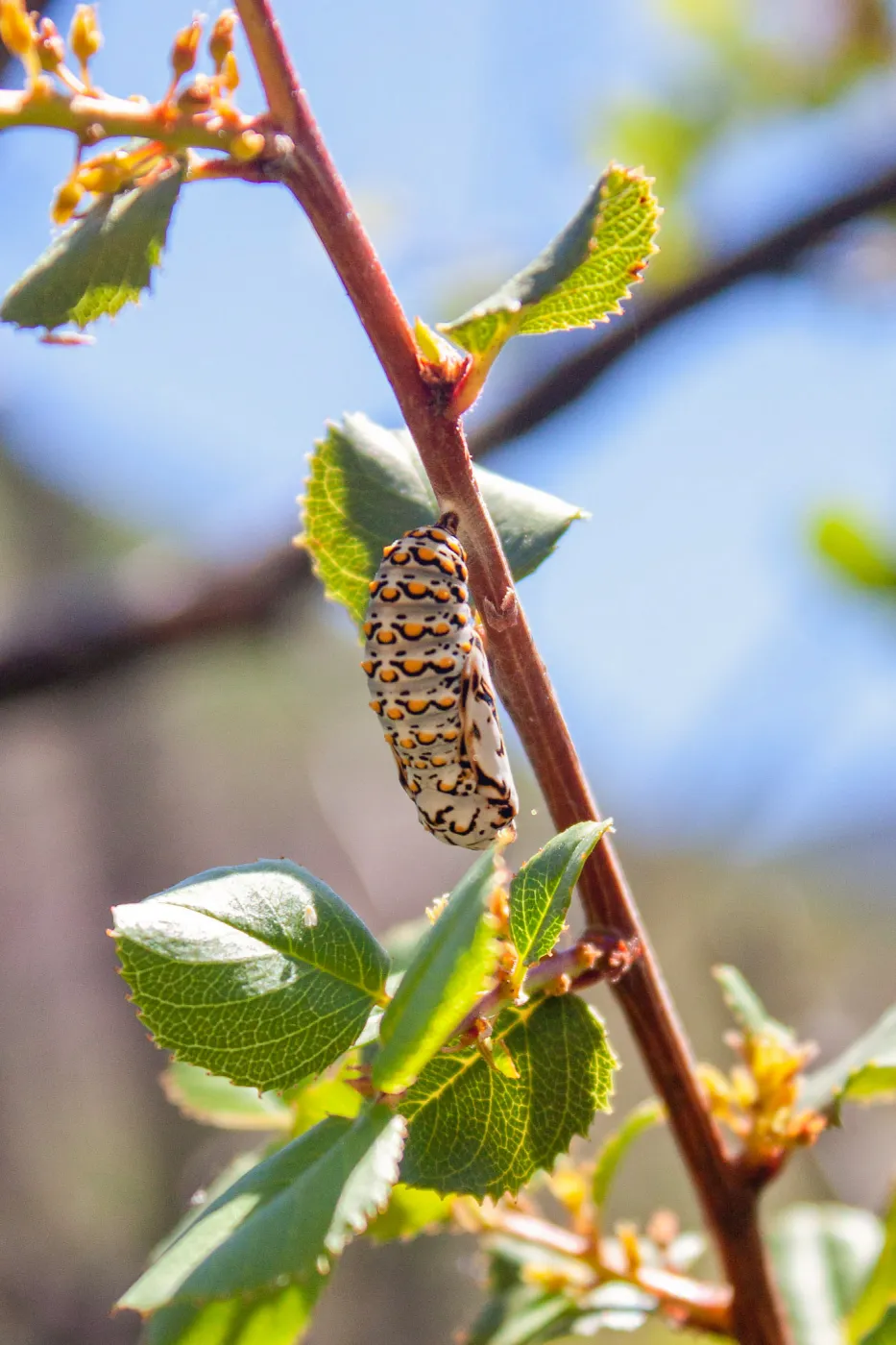 Checkerspot butterfly chrysalis (Euphydryas species), Red Reef Trail, Ojai, CA, Thomas Fire Survey - Mapping Recovery project