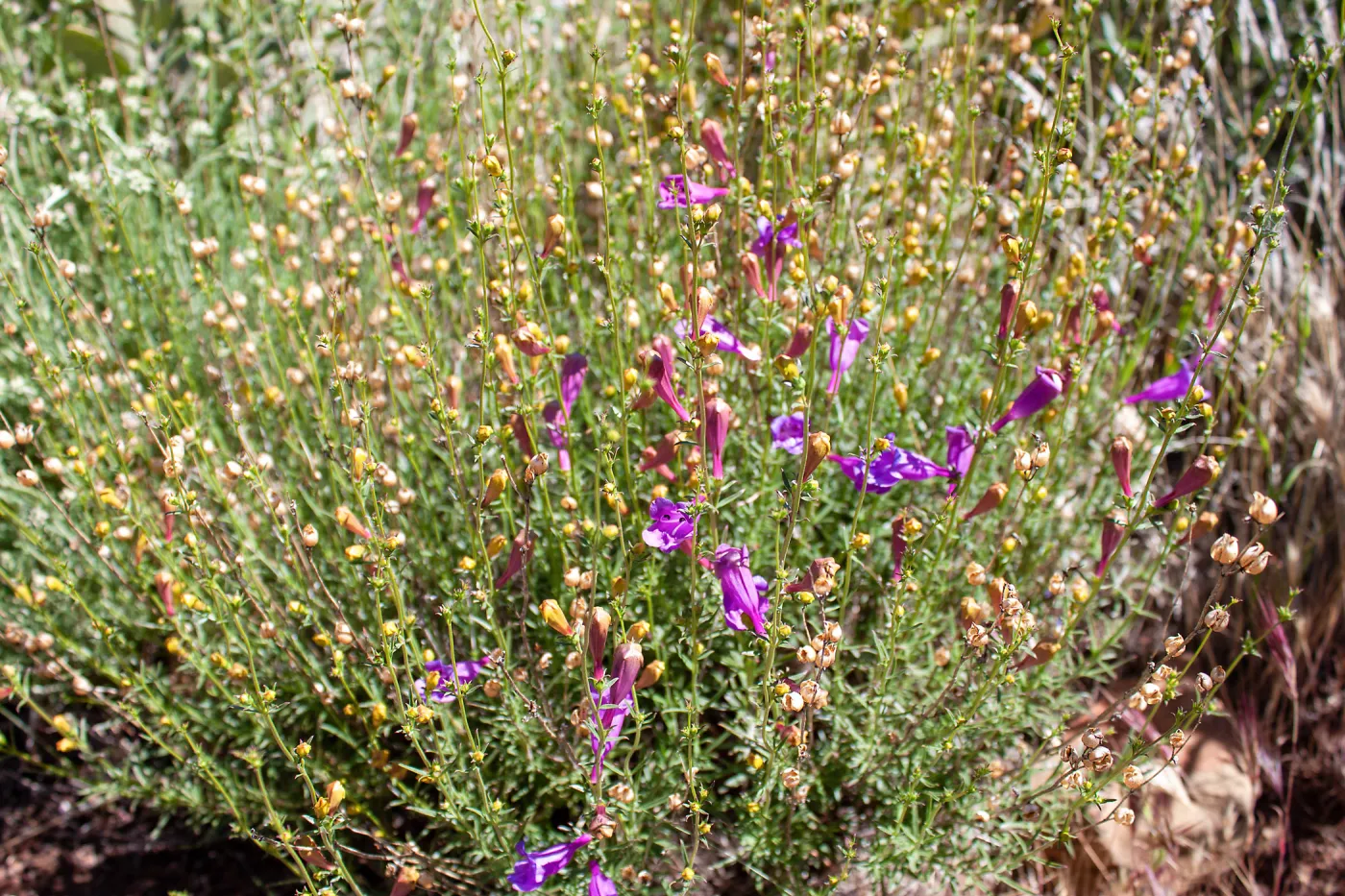 Penstemon heterophyllus (bunchleaf penstemon), Sisar Canyon Road, Ojai, CA, Thomas Fire Survey - Mapping Recovery project