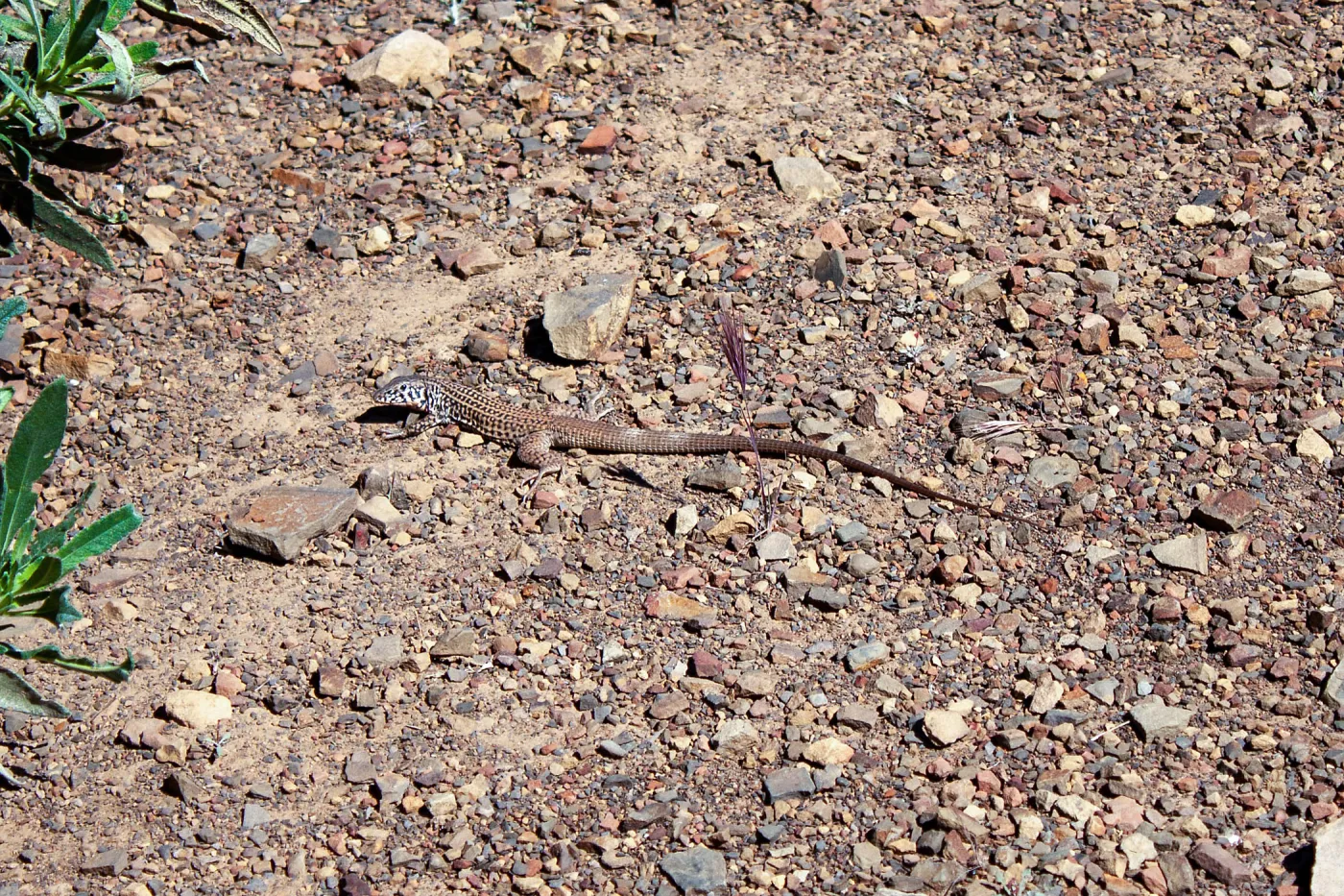 Aspidoscelis tigris (Western whiptail), Sisar Canyon Road, Ojai, CA, Thomas Fire Survey - Mapping Recovery project
